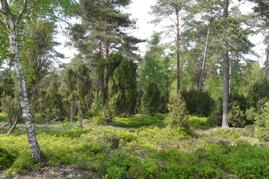 Kegeltour CP Bispinger Heide 2010